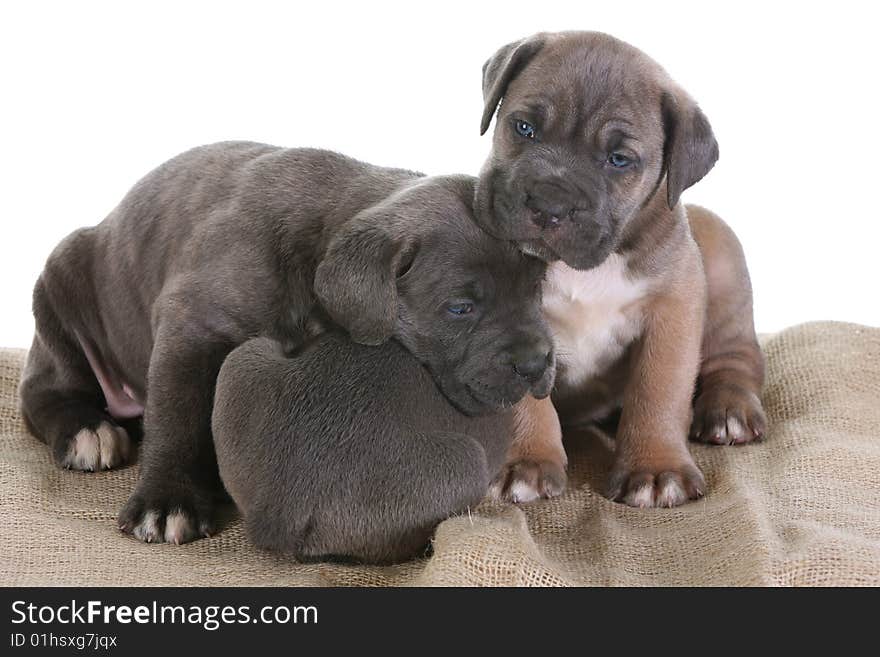 Italian Mastiff Cane Corso