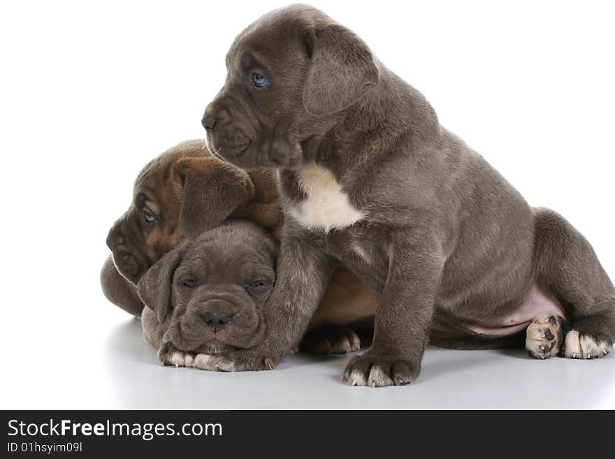 Beautiful young puppy italian mastiff cane corso ( 5 weeks )