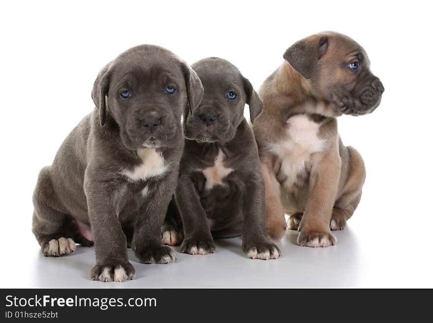 Beautiful young puppy italian mastiff cane corso ( 5 weeks )