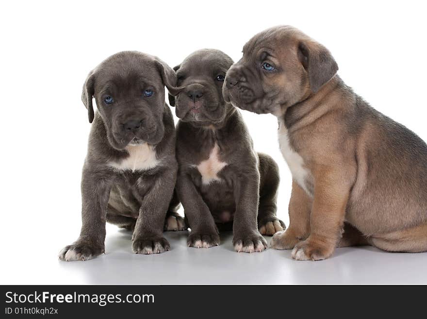 Beautiful young puppy italian mastiff cane corso ( 5 weeks )