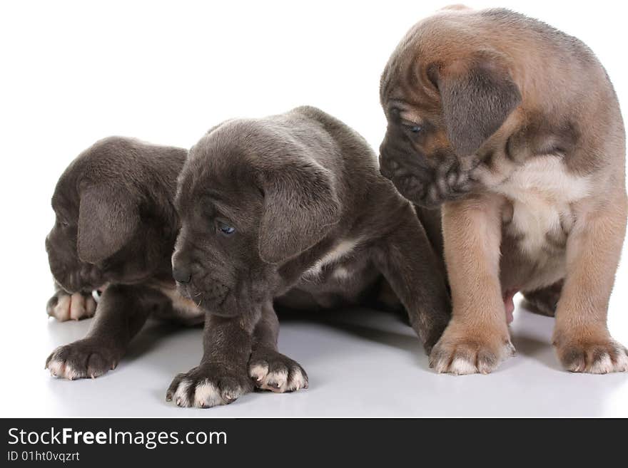 Beautiful young puppy italian mastiff cane corso ( 5 weeks )