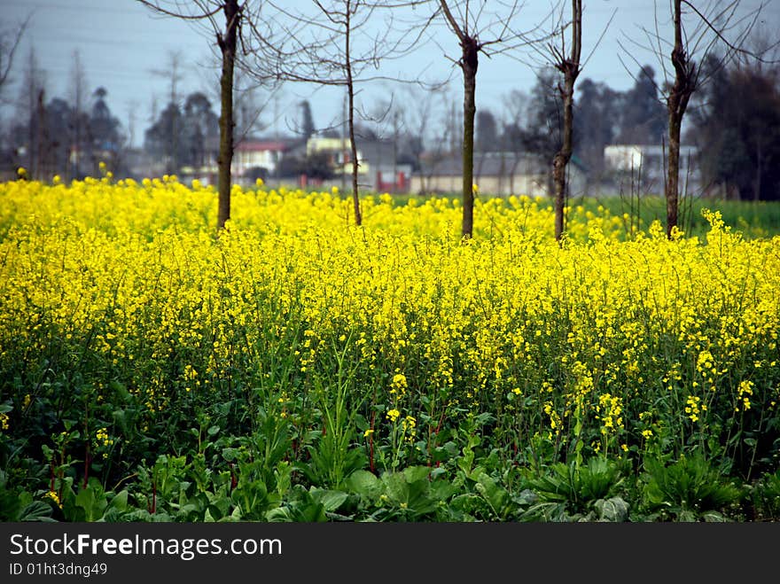 Pengzhou, China: Fields of Yellow Rapeseed Flowers