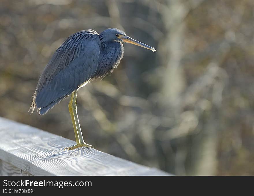 The Blue Heron