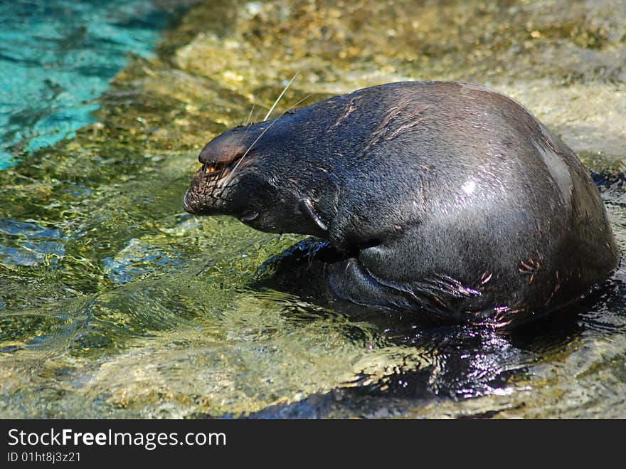 Seal playing in blue water