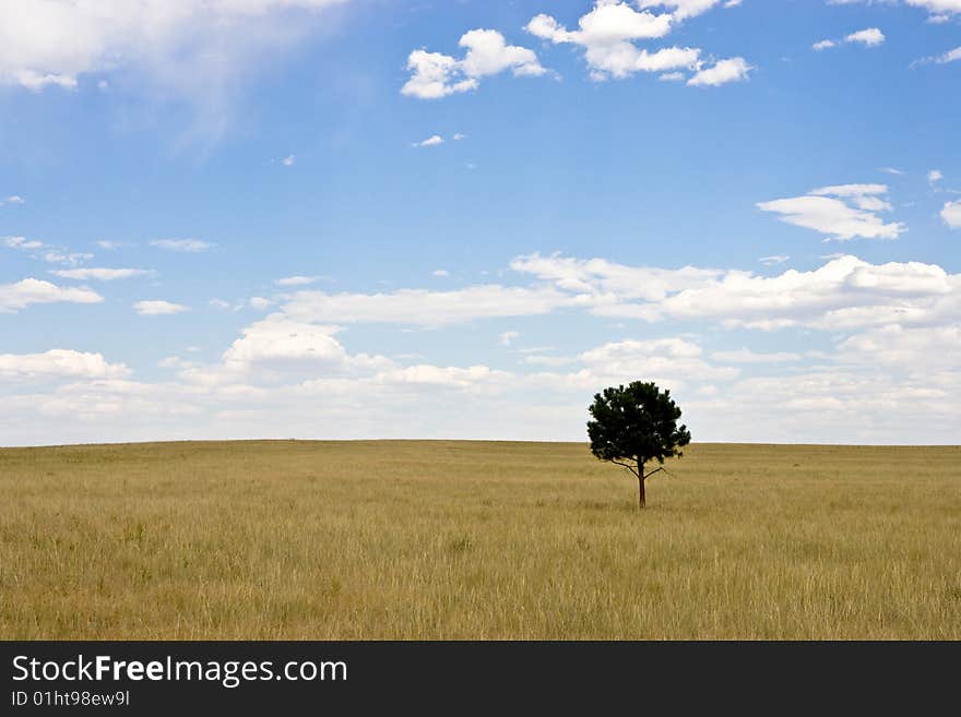 Lone evergreen tree in field of wheat and grass with perfect summer blue sky with clouds. Lone evergreen tree in field of wheat and grass with perfect summer blue sky with clouds.