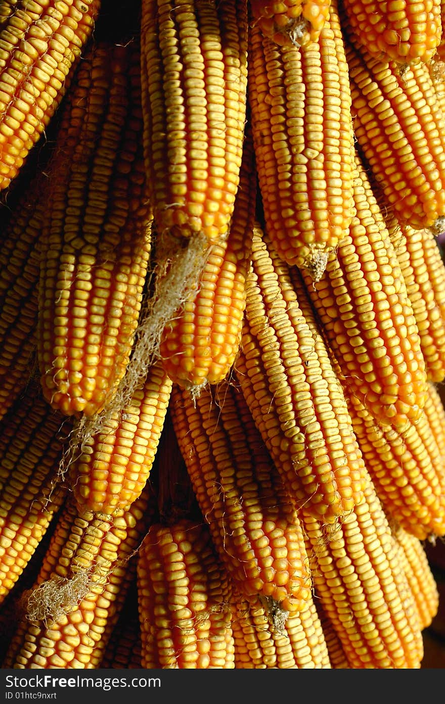 Multiple stacked corn on the golden cobs with yellow corn in the kernels. Multiple stacked corn on the golden cobs with yellow corn in the kernels