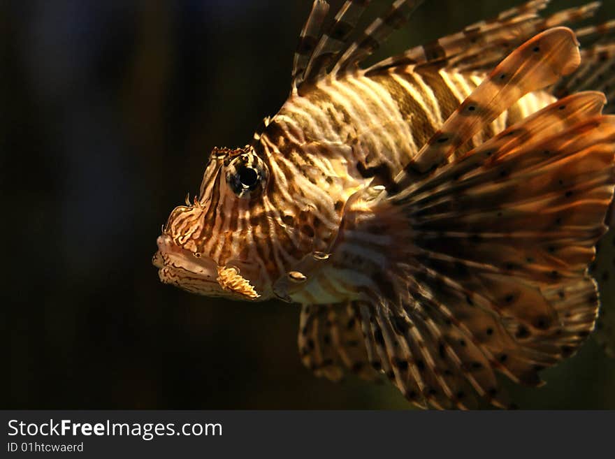 Tiger/Turkey  Fish