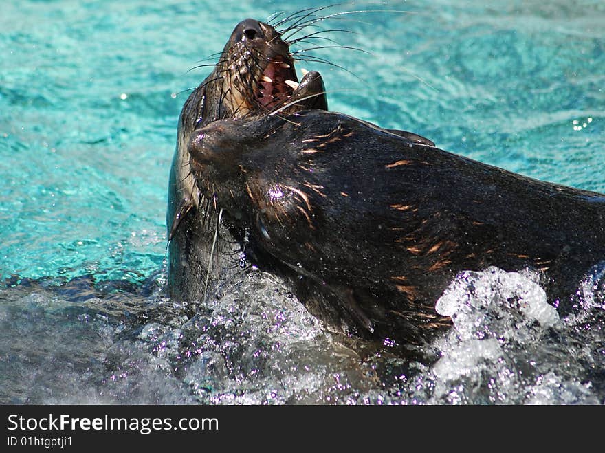 Two seals playing in blue water. Two seals playing in blue water