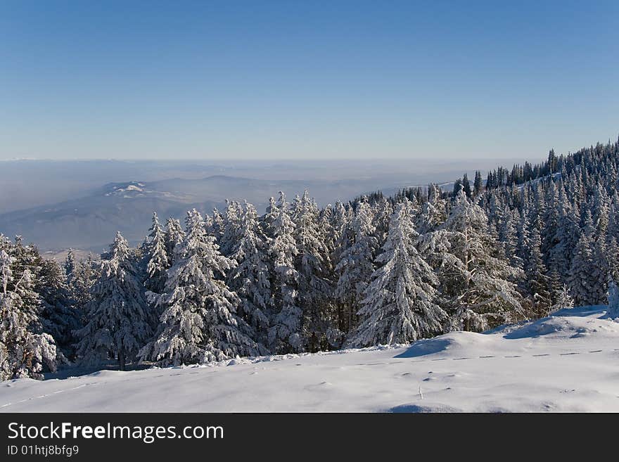 Trees covered with snow in the winter