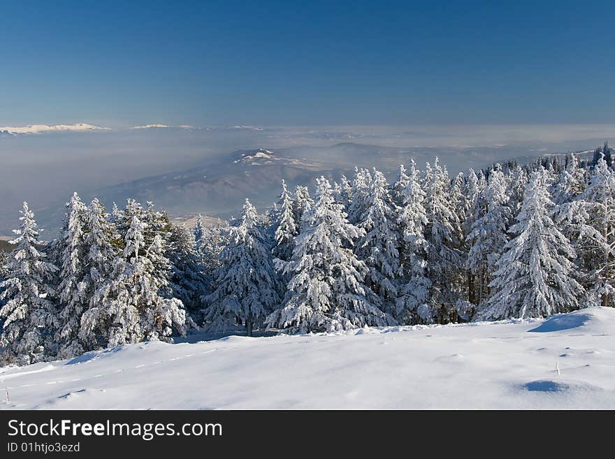 Trees covered with snow in the winter