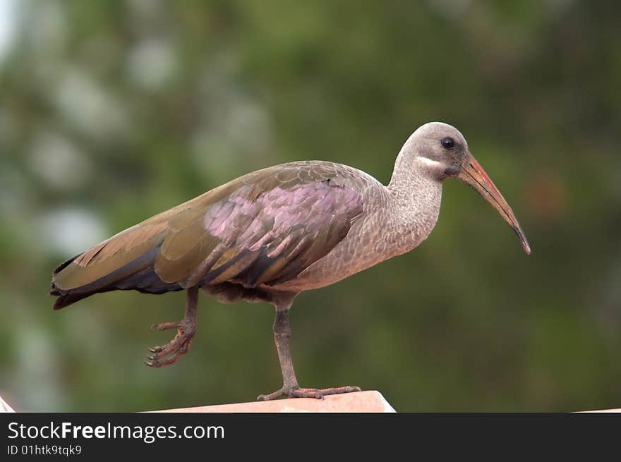 Glossy Ibis