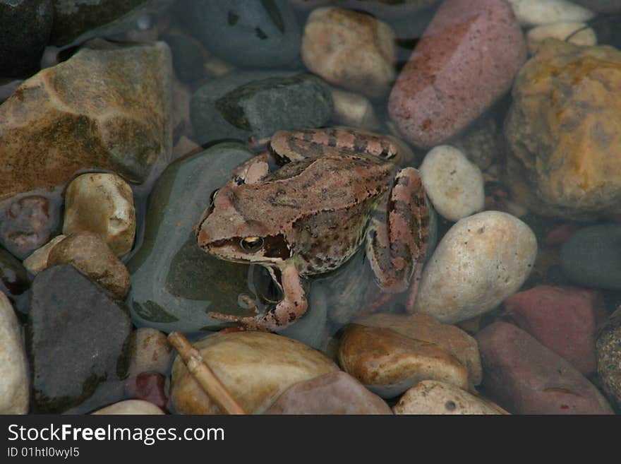 Frog in a water