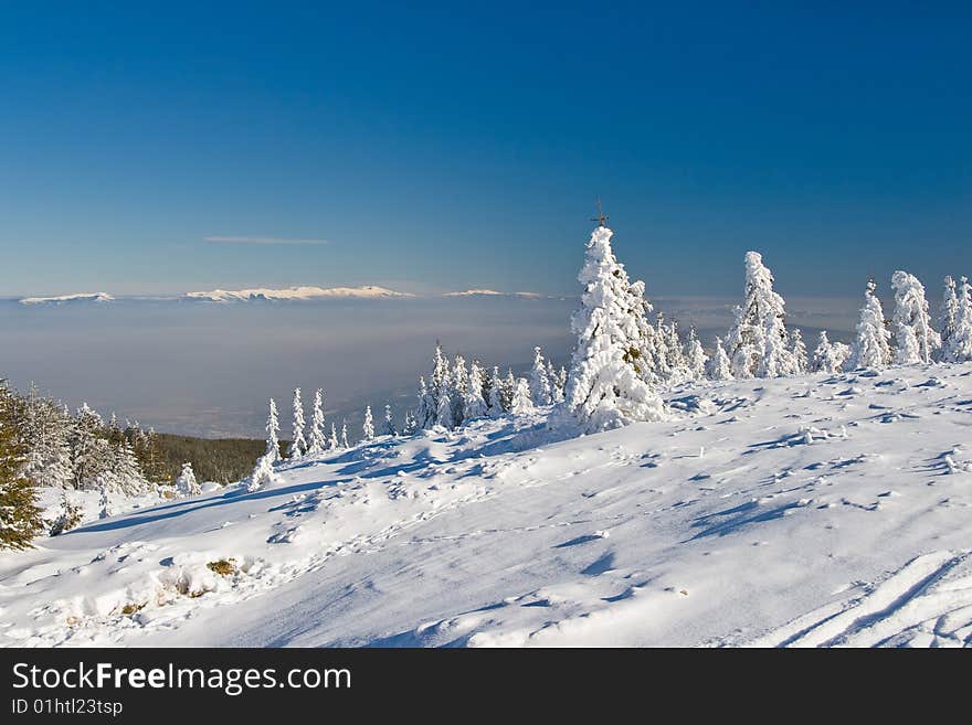 Trees covered with snow in the winter