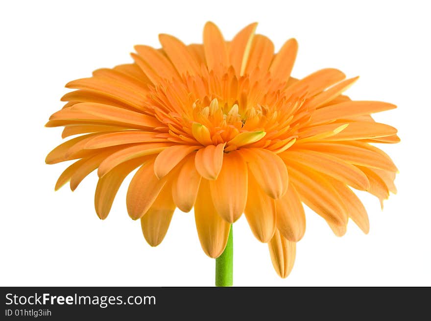 Orange gerber with stem isolated on white background