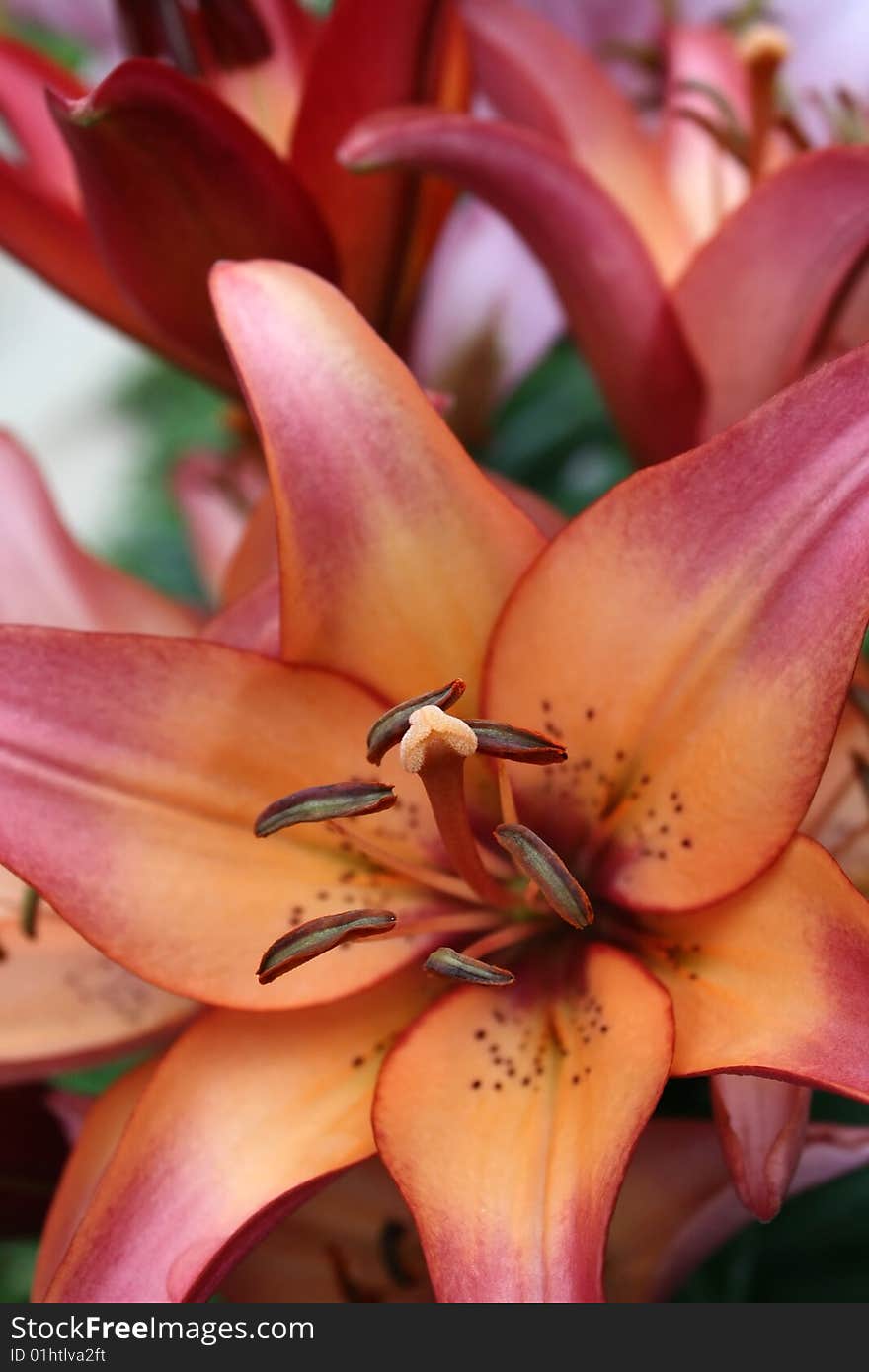 Beautiful Red-Orange Lily in the Garden