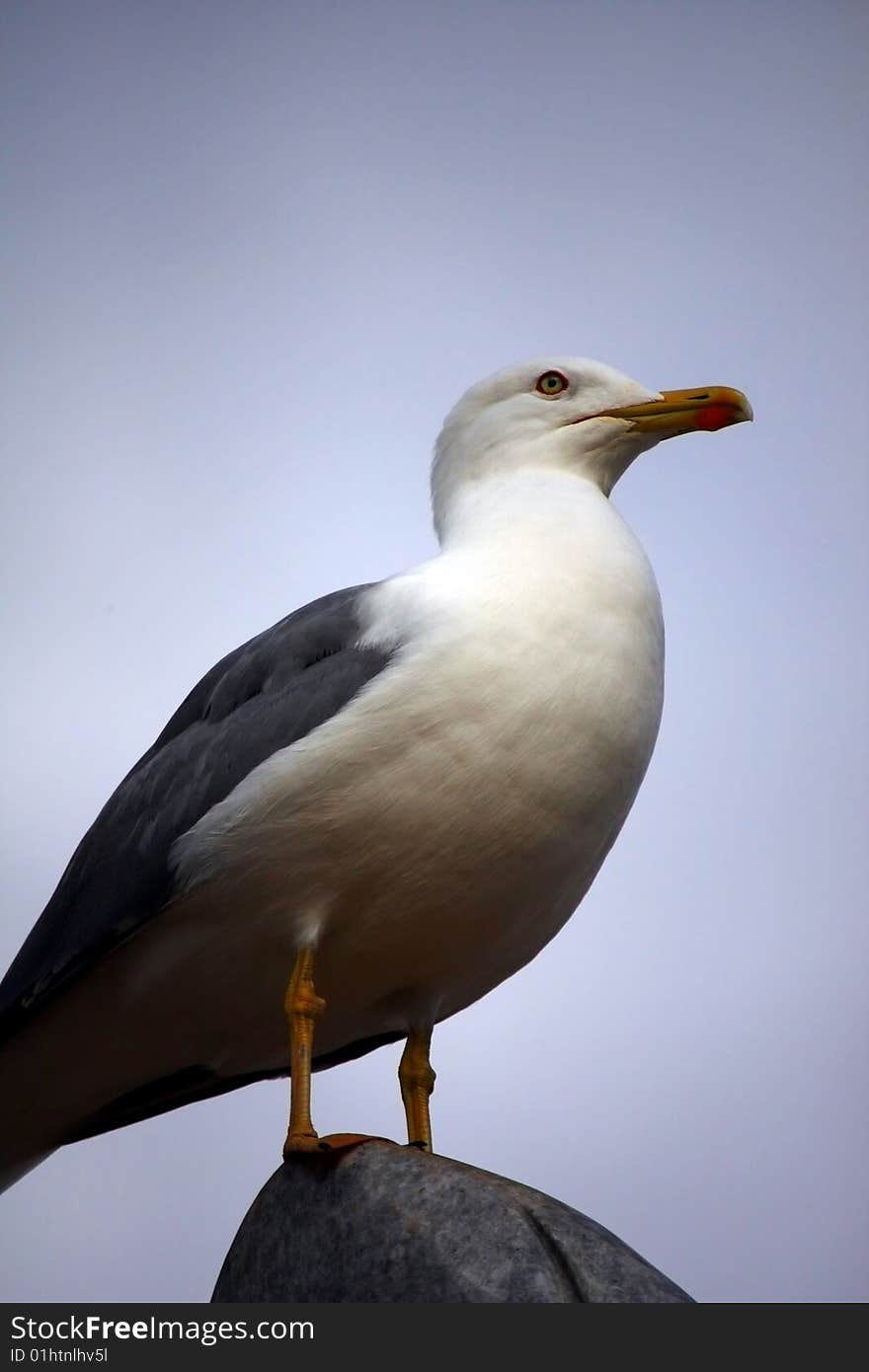 View of an adult yellow-legged seagull on top of a rock.