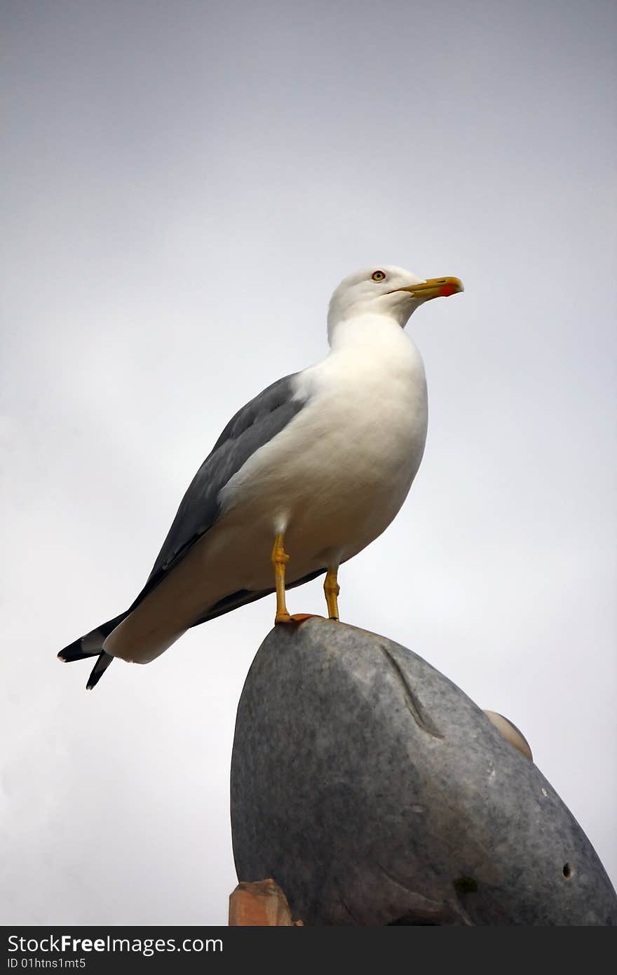 Low perspective view of a yellow-legged gull on top of a rock.