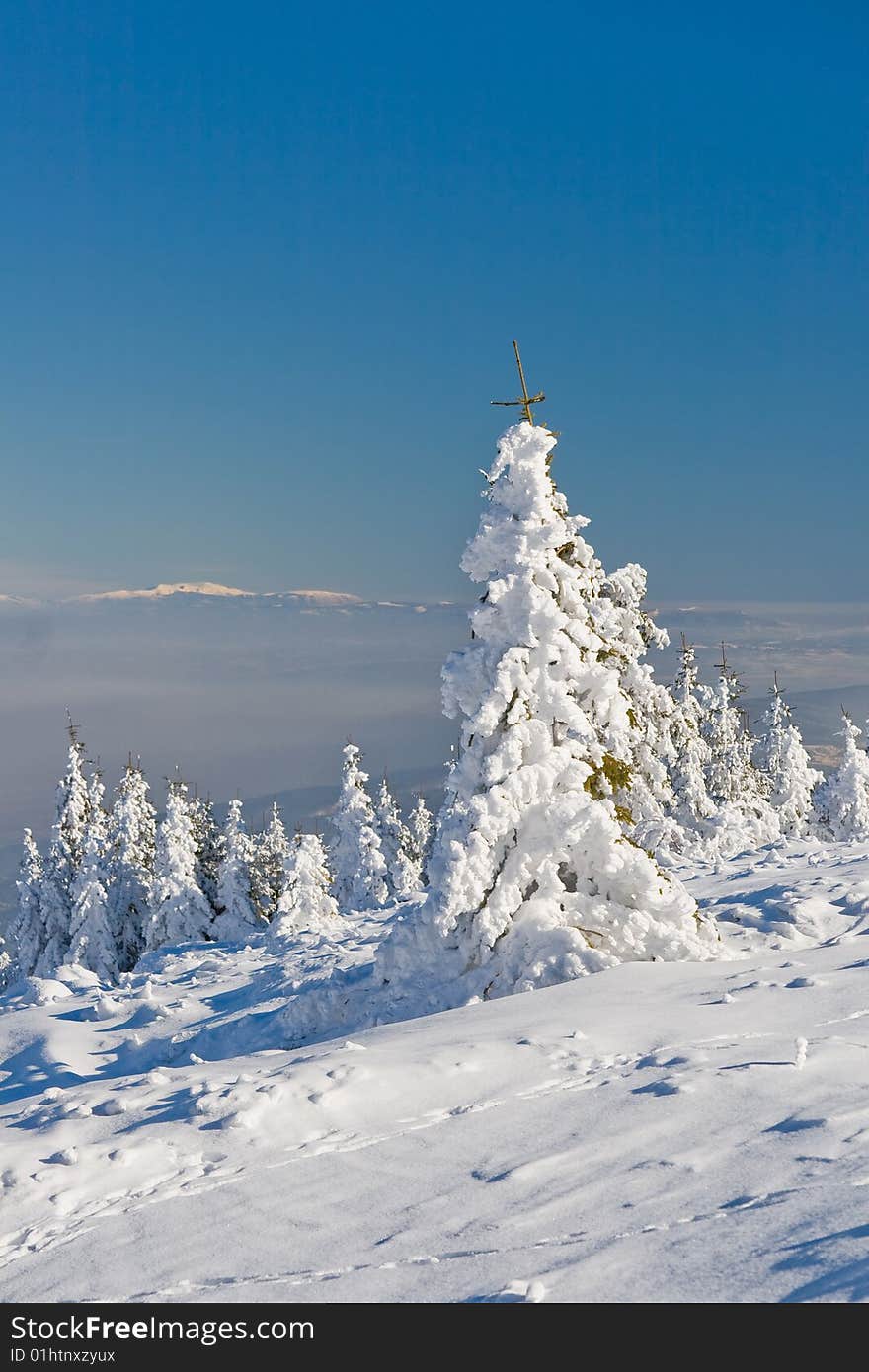 Trees covered with snow in the winter