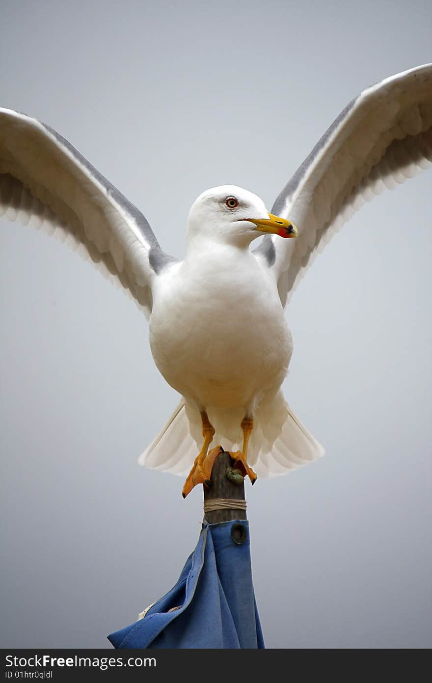 View of a yellow-legged seagull with open wide wings on top of a flag. View of a yellow-legged seagull with open wide wings on top of a flag.