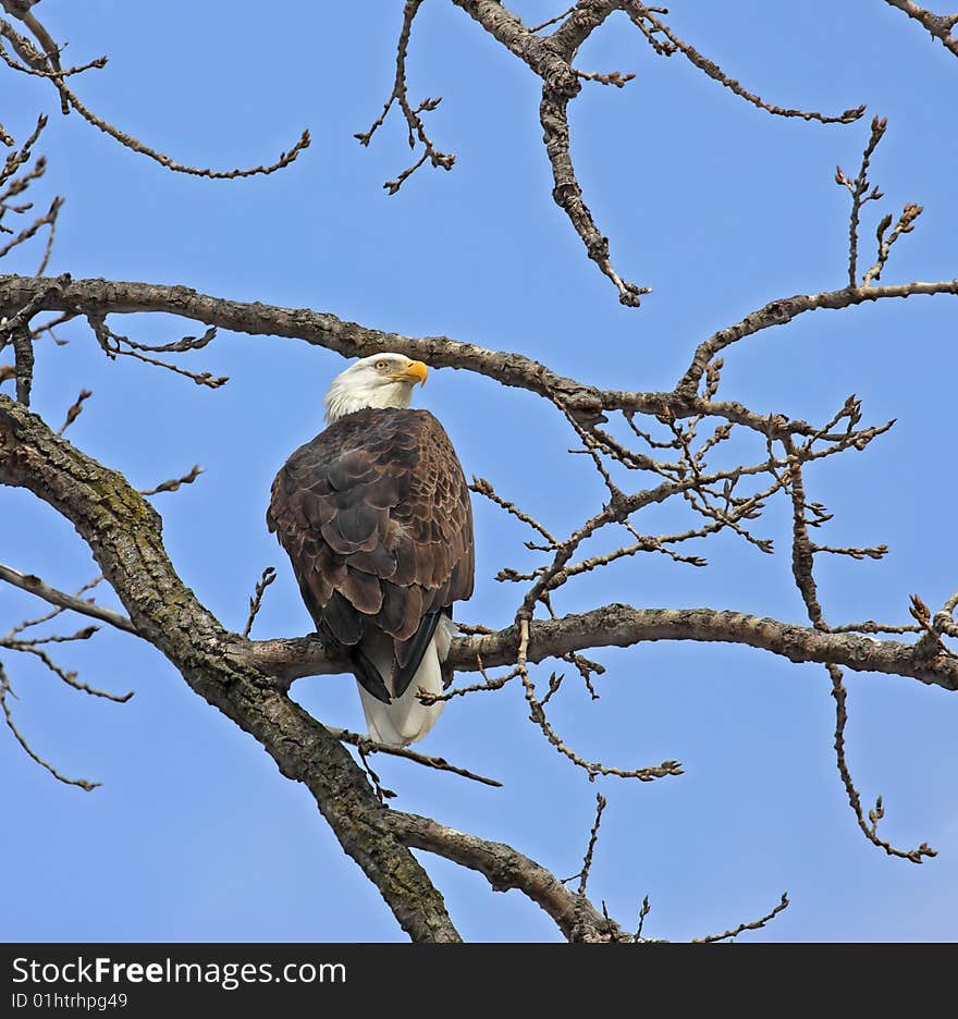 Bald eagle perched on a tree branch