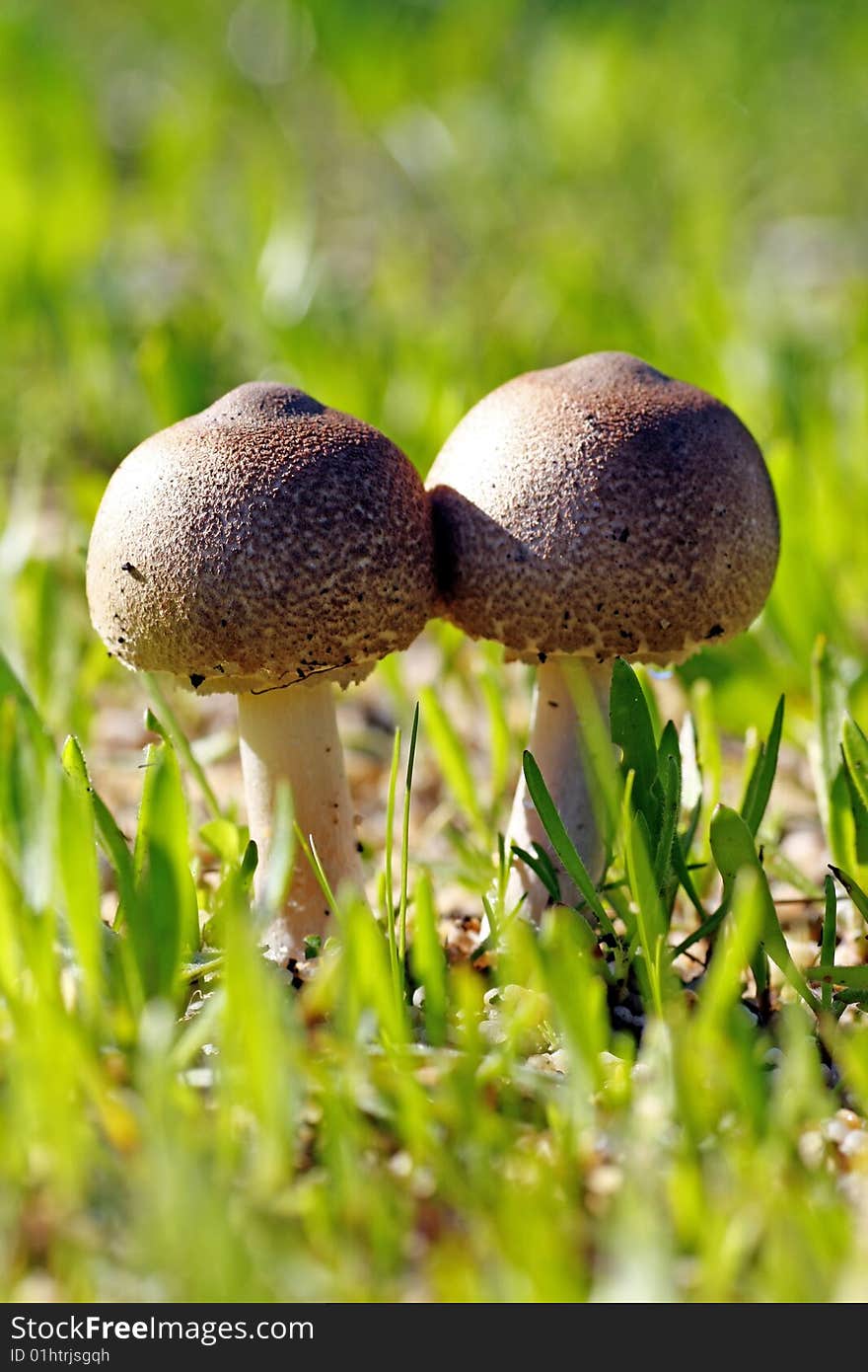 Double mushroom