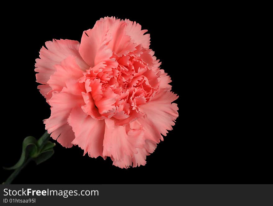 Pink carnation flower isolated on a black background