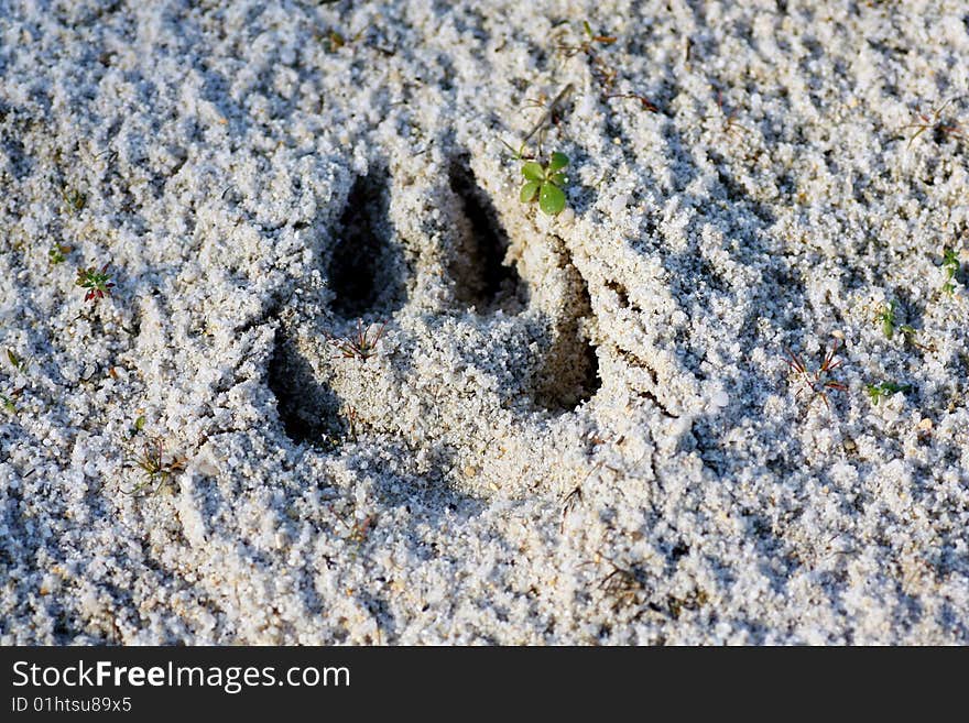 Close view of a dog footprint on the sand. Close view of a dog footprint on the sand.