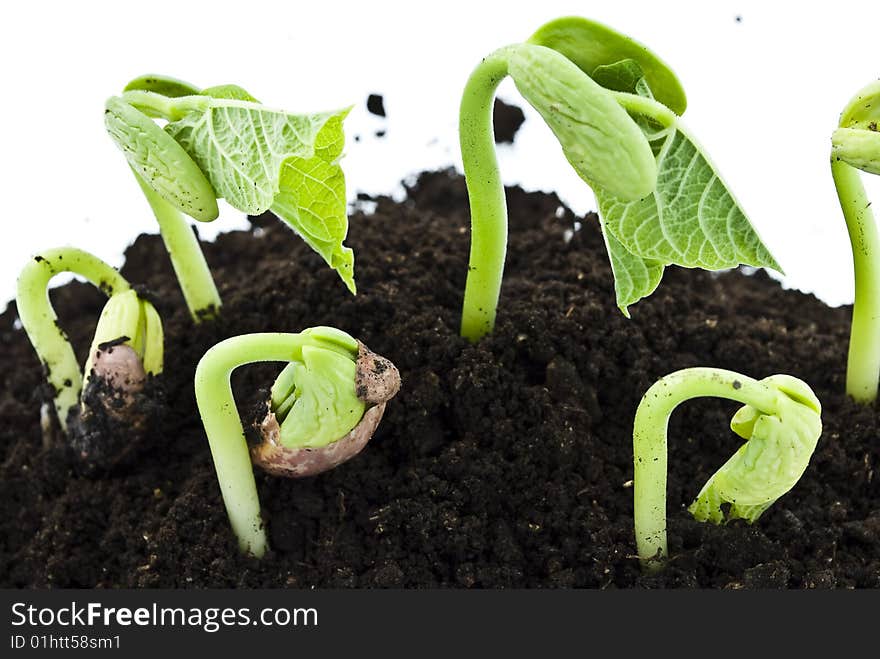 Bean seeds germinating shot