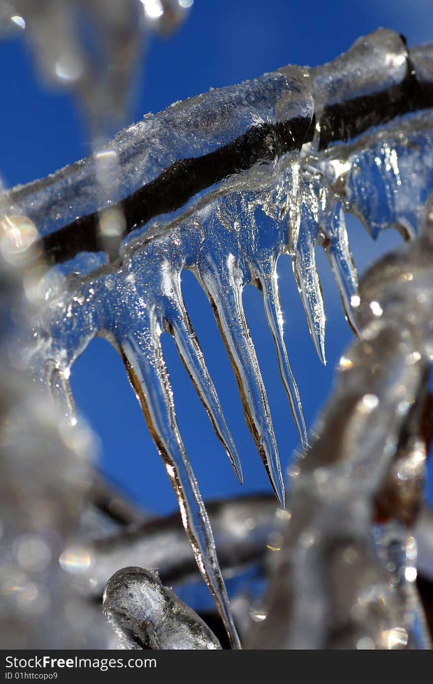 Close view of a section of a frozen tree, where icicles where already formed. Close view of a section of a frozen tree, where icicles where already formed.