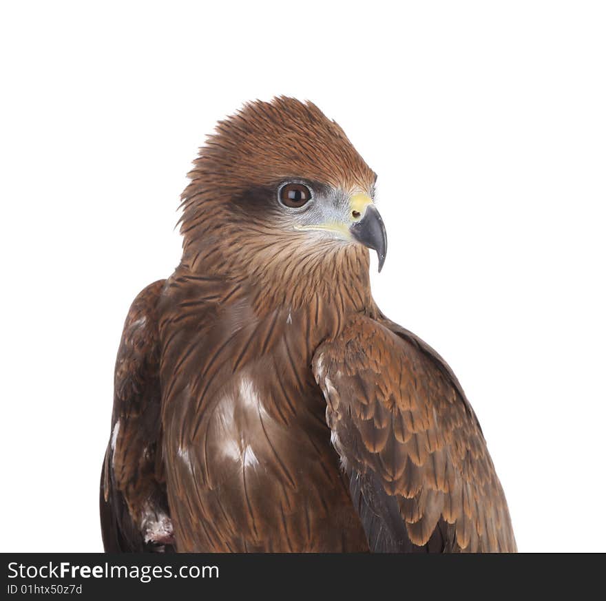 Brown Eagle