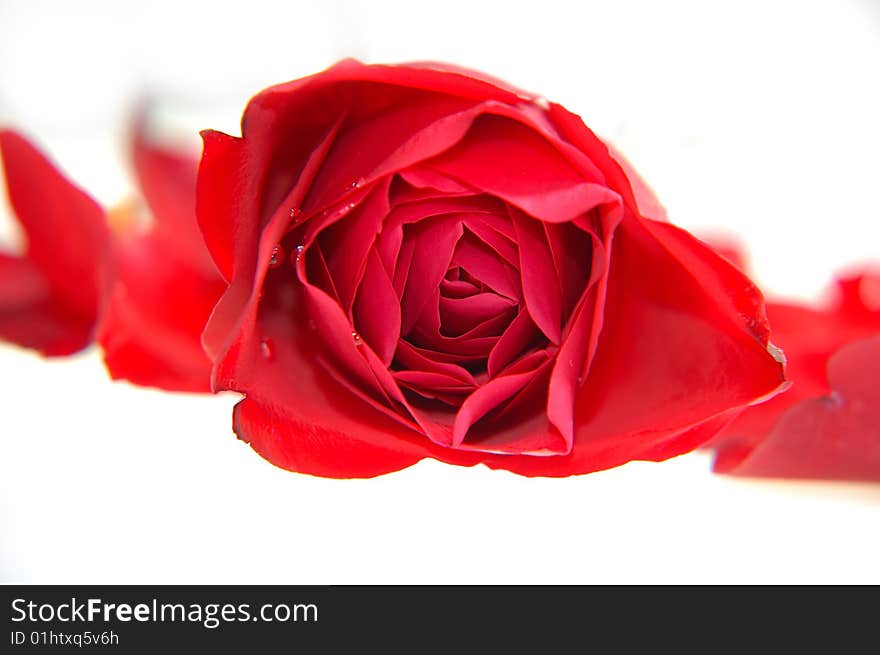 Red rose with white / grey background