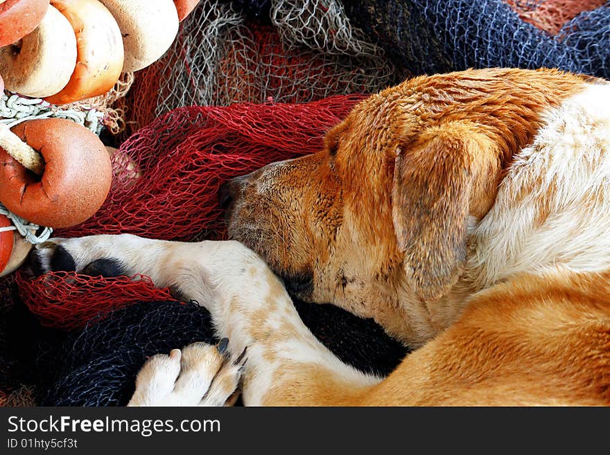 Domestic dog sleeping beatween the fishing gear on the docks.