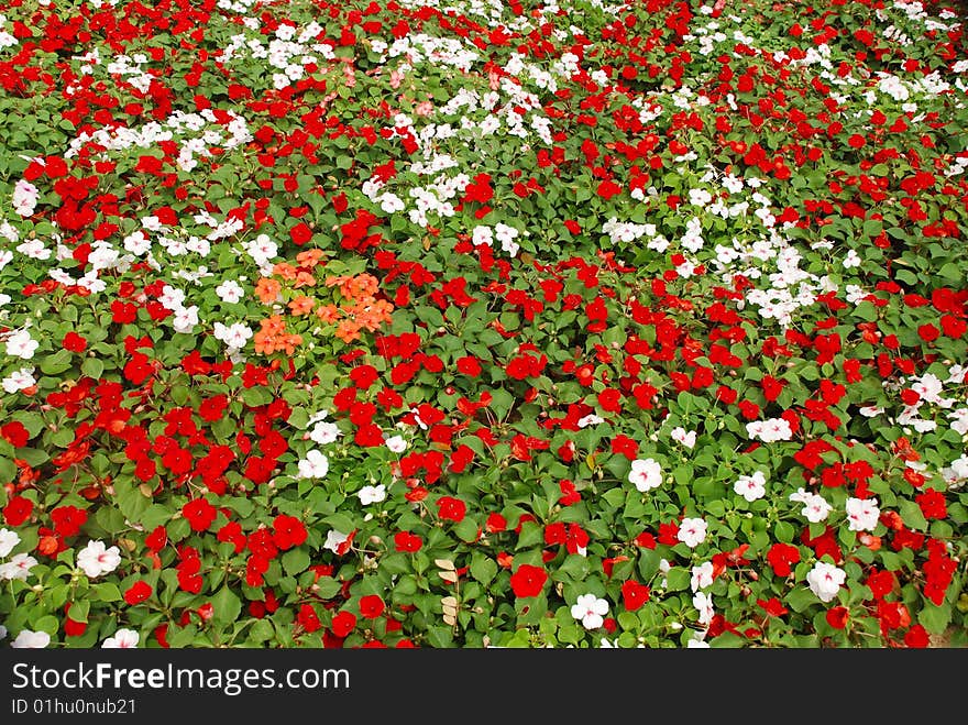 Colourful Flower Background