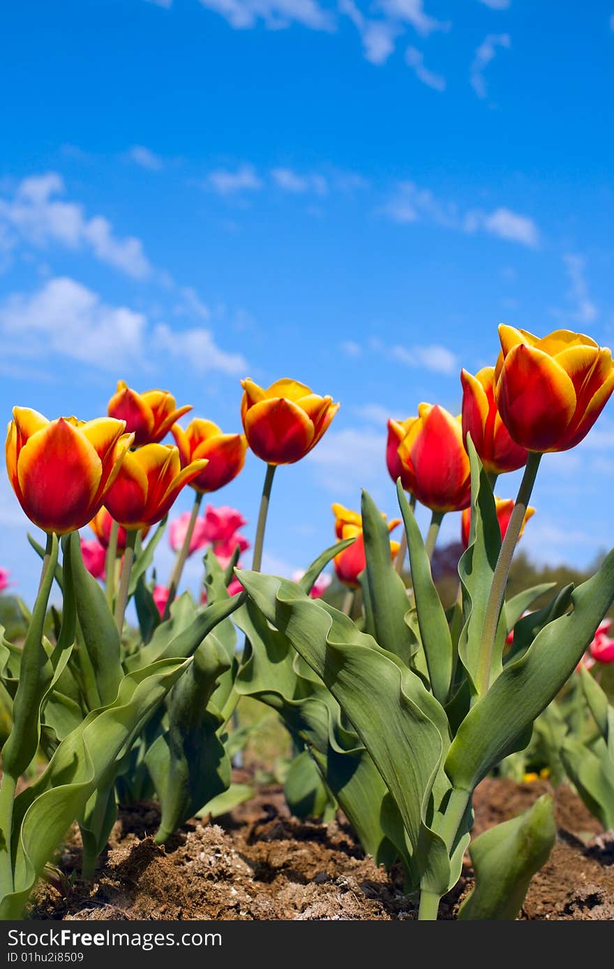 Tulips under the blue sky