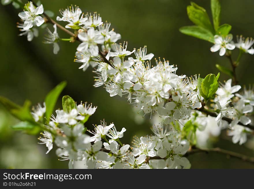 Beautiful white spring flowers over green. Beautiful white spring flowers over green