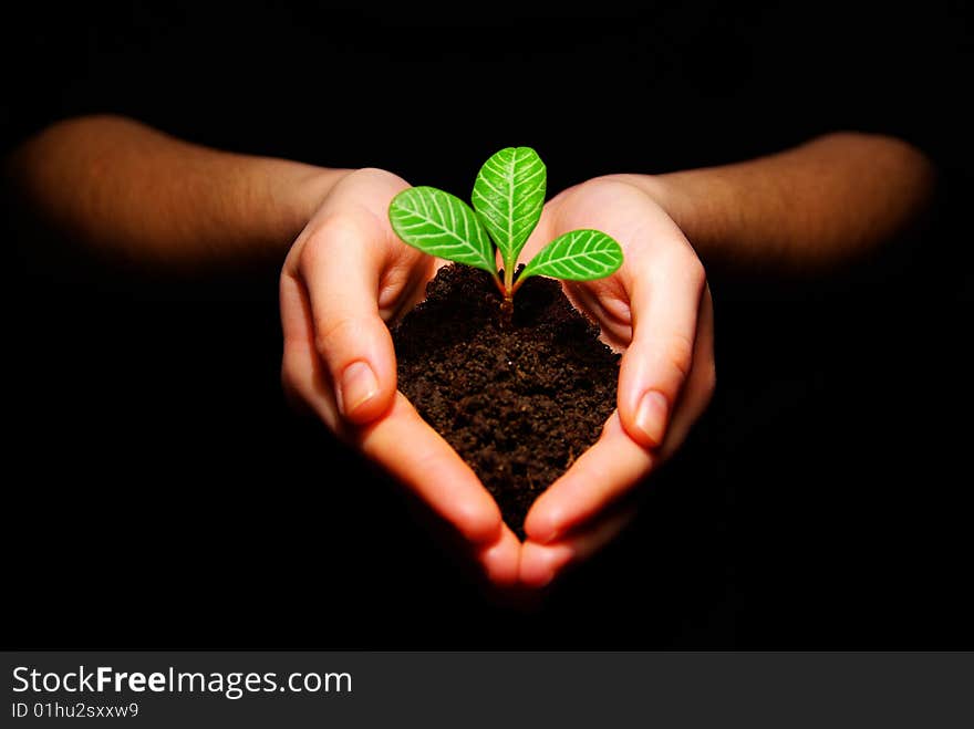 Hands holdings a little green plant on a black background. Hands holdings a little green plant on a black background