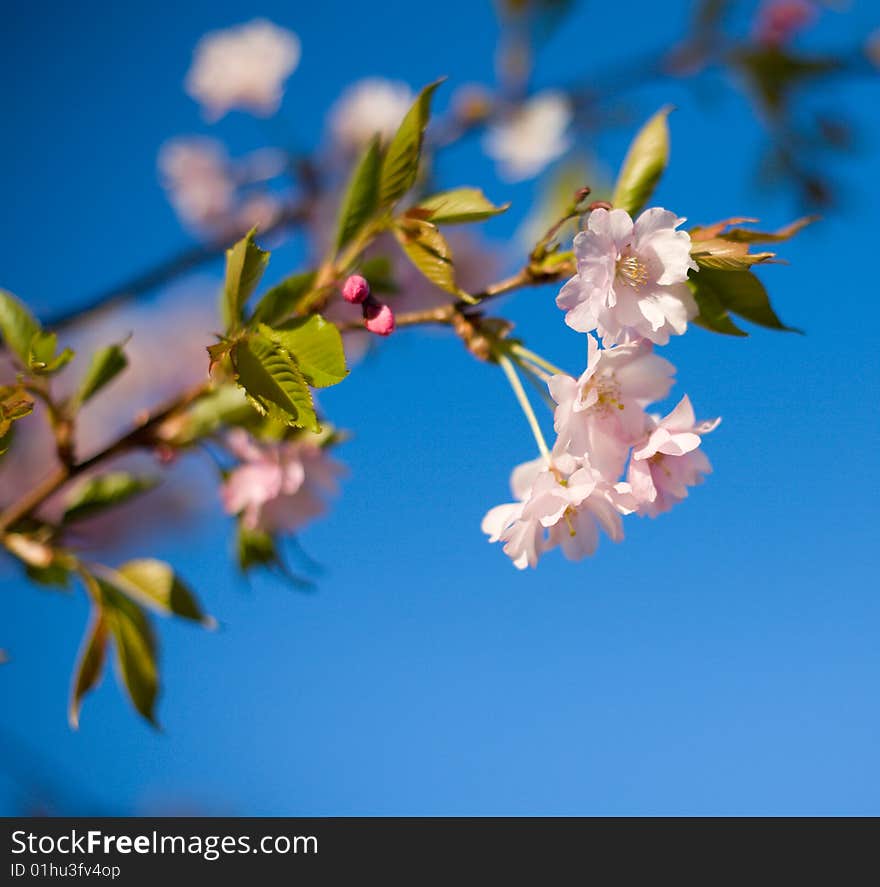 Blooming cherry tree