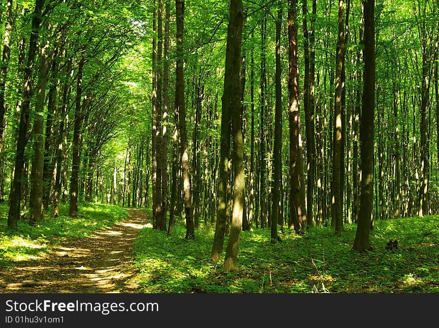 Path in summer green forest