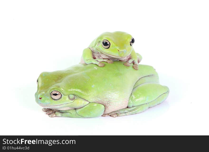 Frogs