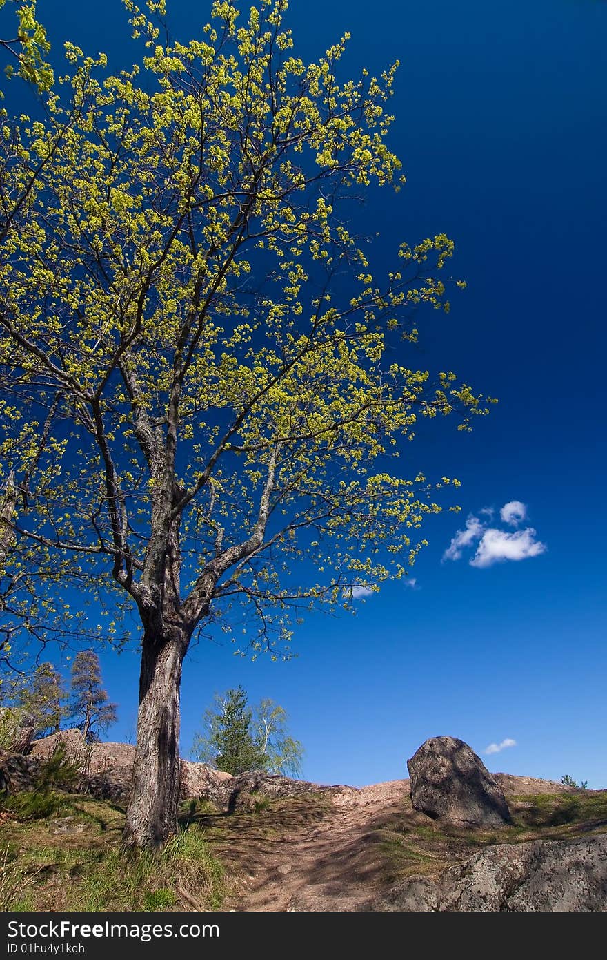 Springtime tree