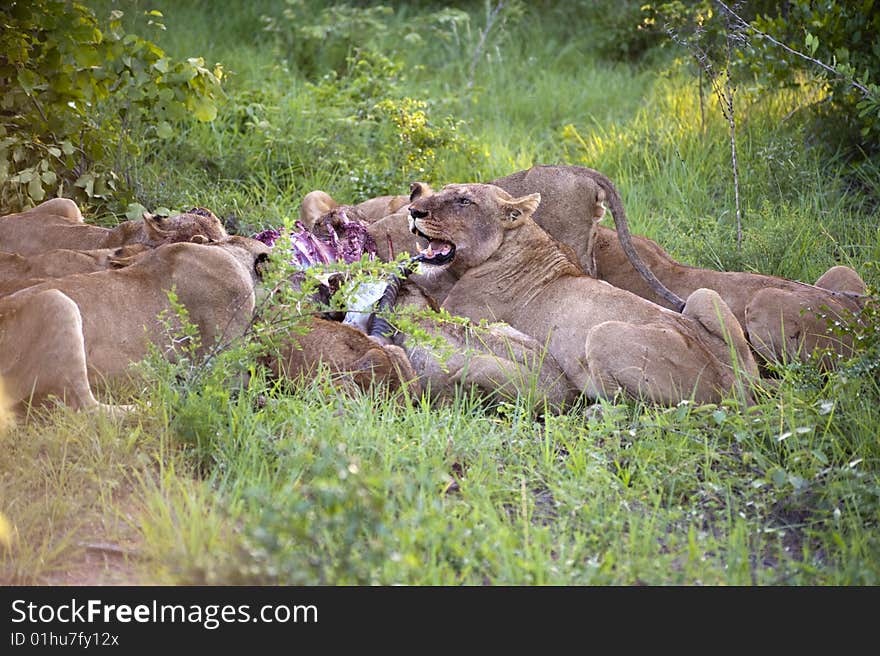 Lion family eating their prey