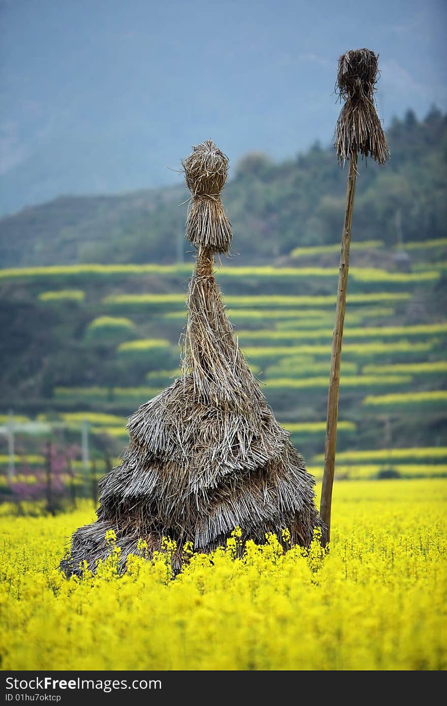 The photography place is the chinese jiangxi province wuyuan county,spring. The photography place is the chinese jiangxi province wuyuan county,spring