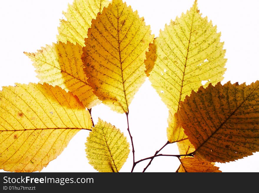 Close up a branch with yellow foliage. Close up a branch with yellow foliage