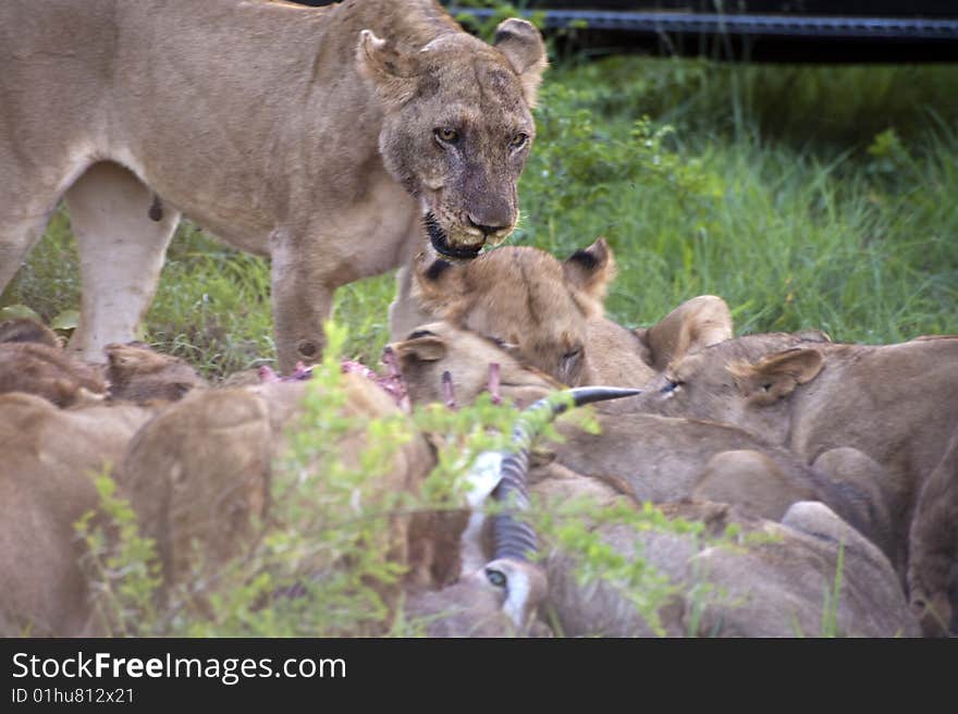 Lion family eating their prey