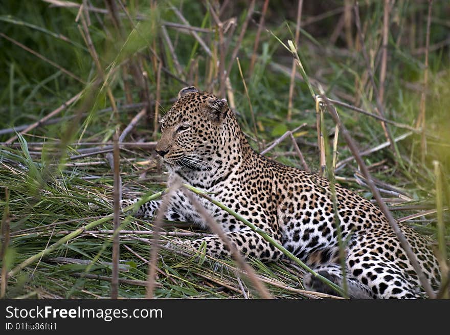 Leopard resting at Kruger national park.