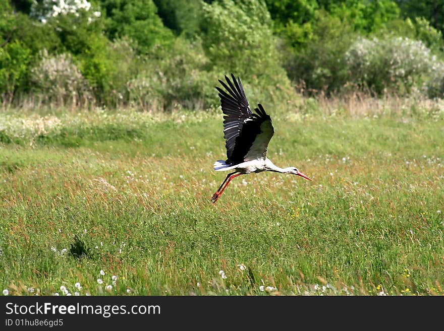 Stork