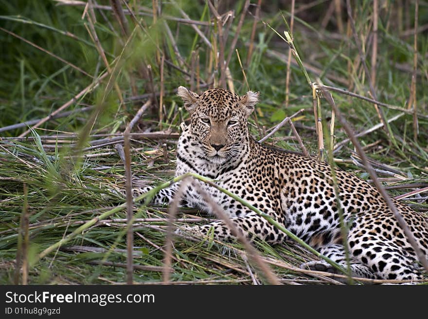 Leopard resting at Kruger national park.