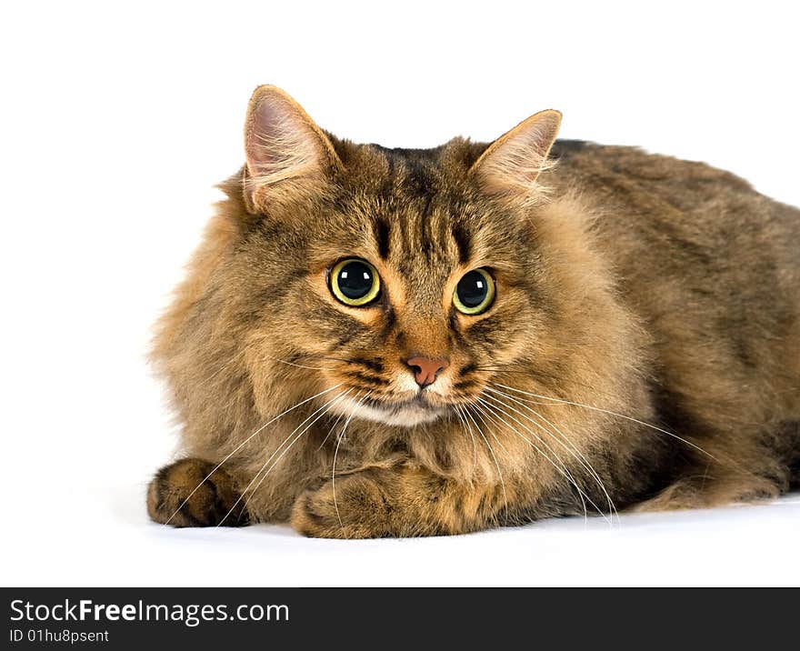 A very large friendly cat on white