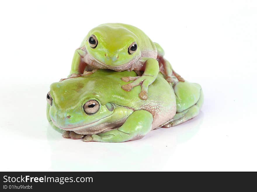 Frogs