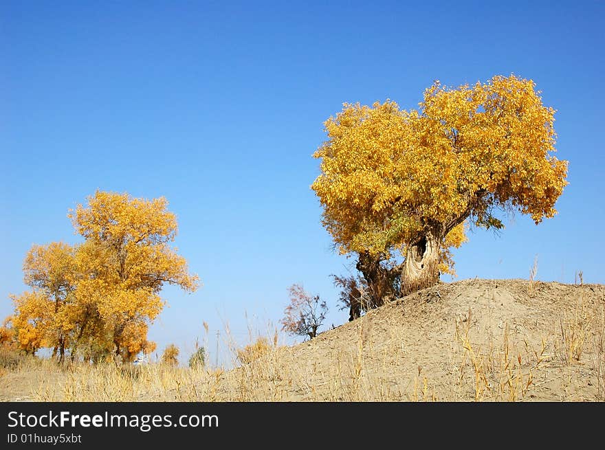 Golden populus (Populus diversifolia Schrenkin) in the desert of Singkiang,China. Golden populus (Populus diversifolia Schrenkin) in the desert of Singkiang,China